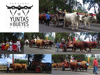 Festival y Caravana de Yuntas de Rinc n